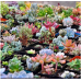 JCSSUPER 200 PCS Mixed Lithops Seeds Living Stones Cactus Organic Seeds Succulent 