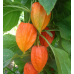 100 PCS Red Currant Fruit Plant Pan-American Gooseberry Lantern Fruit Physalis Landscape Home Garden For Flower Pot Planters
