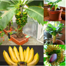 JCSSUPER 200 Pcs Garden Banana Seeds Outdoor Dwarf Fruit Trees Banana Milk Taste Perennial Potted Fruit JCSSUPER 200 Pcs Garden Banana Seeds Outdoor Dwarf Fruit Trees Banana Milk Taste Perennial Potted Fruit