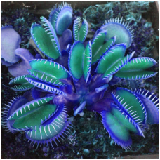 JCSSUPER 100 PCS Garden Potted Blue Insectivorous Plant Seeds Rare Dionaea Muscipula Flytrap Bonsai