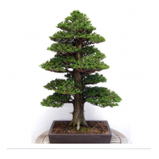 JCSSUPER 20 Pcs Japanese Cedar Semillas Bonsai Seeds Rare Tree Seeds for Home Garden Planting JCSSUPER 20 Pcs Japanese Cedar Semillas Bonsai Seeds Rare Tree Seeds for Home Garden Planting