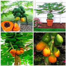 JCSSUPER 15Pcs Pack Carica Papaya Seeds Organic Edible Fruit Sweet Papaya Bonsai Outdoor Tree Seed