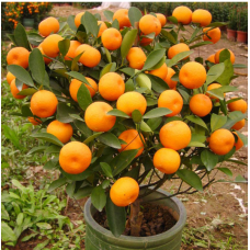JCSSUPER 30Pcs Edible Fruit Mandarin Bonsai Tree Seeds Citrus Seeds Bonsai Mandarin Orange Seeds JCSSUPER 30Pcs Edible Fruit Mandarin Bonsai Tree Seeds Citrus Seeds Bonsai Mandarin Orange Seeds