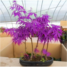 JCSSUPER 40Pcs Purple Maple Seeds Rare Color Beautiful Purple Ghost Bonsai Plants Trees
