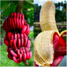 JCSSUPER 40Pcs Pack Red Banana Seeds Garden Potted Fruit Tree