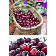 JCSSUPER 20 Pcs Bag Cherry Seeds Home Indoor Fruit Bonsai Dwarf Cherry Tree Seed Planting JCSSUPER 20 Pcs Bag Cherry Seeds Home Indoor Fruit Bonsai Dwarf Cherry Tree Seed Planting