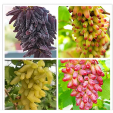 JCSSUPER 50 Pcs Pack Finger Grape Seed Delicious Potted Fruit Grapes Plant Seeds For Home And Garden - Red JCSSUPER 50 Pcs Pack Finger Grape Seed Delicious Potted Fruit Grapes Plant Seeds For Home And Garden - Red