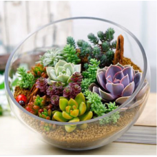 JCSSUPER 200 PCS Mixed Lithops Seeds Living Stones Cactus Organic Seeds Succulent JCSSUPER 200 PCS Mixed Lithops Seeds Living Stones Cactus Organic Seeds Succulent