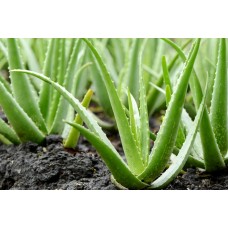 100 Pcs Aloe Vera Seed Edible Beauty Cosmetic Houseplants Succulents Plants Bonsai For Home Garden Fast Growing