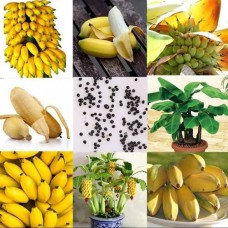 JCSSUPER 100 Pcs Dwarf Banana Seeds Bonsai Tree Tropical Fruit Seeds Balcony Flower for Home Plants